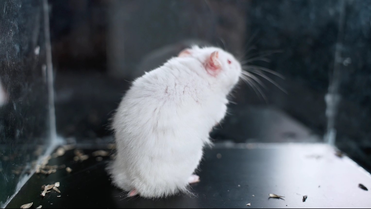 影视动漫竞赛作品——《小白鼠的一生》